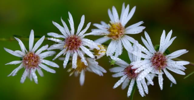 IMAGE: http://i238.photobucket.com/albums/ff109/wiffmajig/IMG_6793.jpg