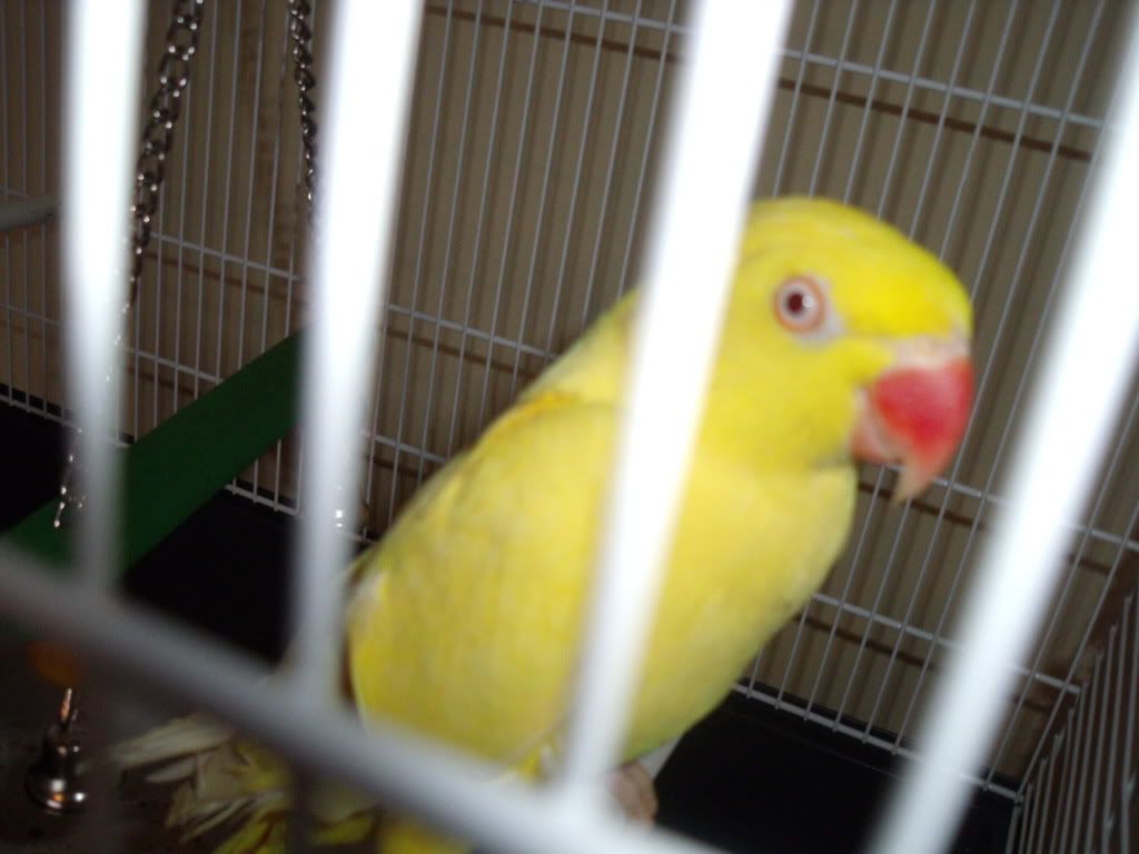 http://i238.photobucket.com/albums/ff115/ovidiu12345/DSCF4782.jpg