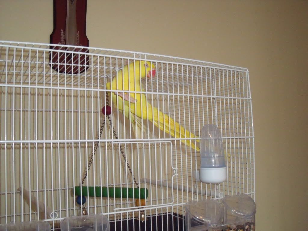 http://i238.photobucket.com/albums/ff115/ovidiu12345/DSCF4803.jpg