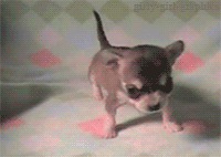 cute puppy gif photo: Animated Funny 1733-05-01-2012.gif