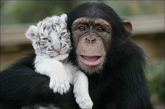 chimpanzee and tiger best friends
