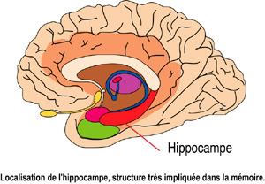 Cerveau Humain