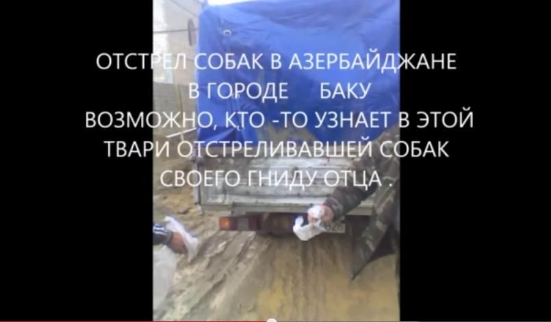 Найдены убийцы собак с курдаханского приюта (ОБНОВЛЕНО ФОТО)
