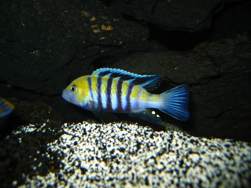 Cynotilapia Afra Cobue