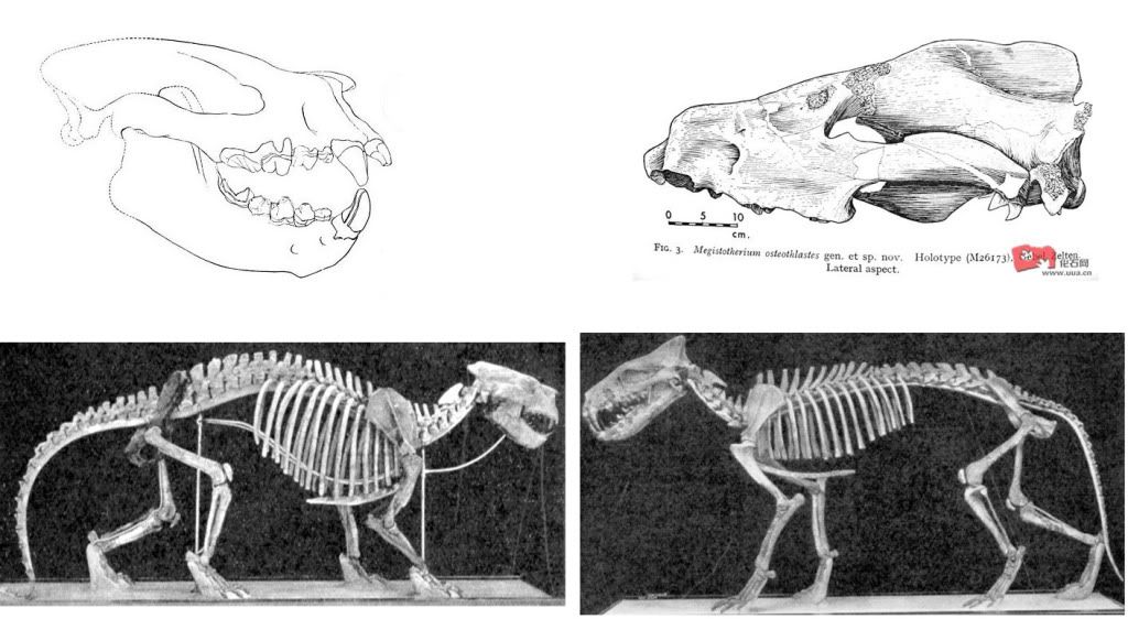 Megistotherium v Sarkastodon