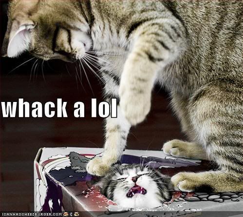 Forum Image: http://i238.photobucket.com/albums/ff17/rande159/cats/funny-pictures-cat-punches-cat-in-b.jpg