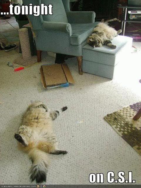 funny-pictures-csi-sleeping-cats.jpg