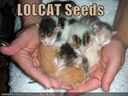 funny-pictures-lolcat-seeds-kittens.jpg