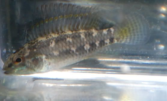 mysteryapisto.jpg