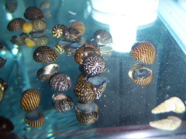 snails013.jpg