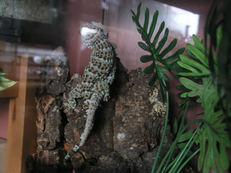 Tokay_sex_05.jpg