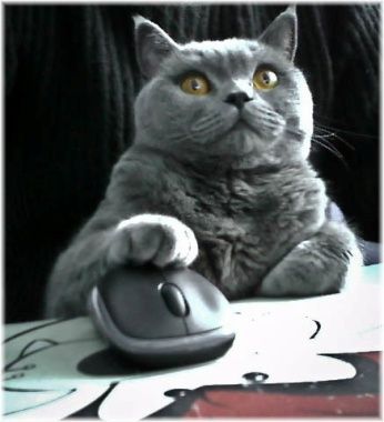 cat with paw on computer mouse