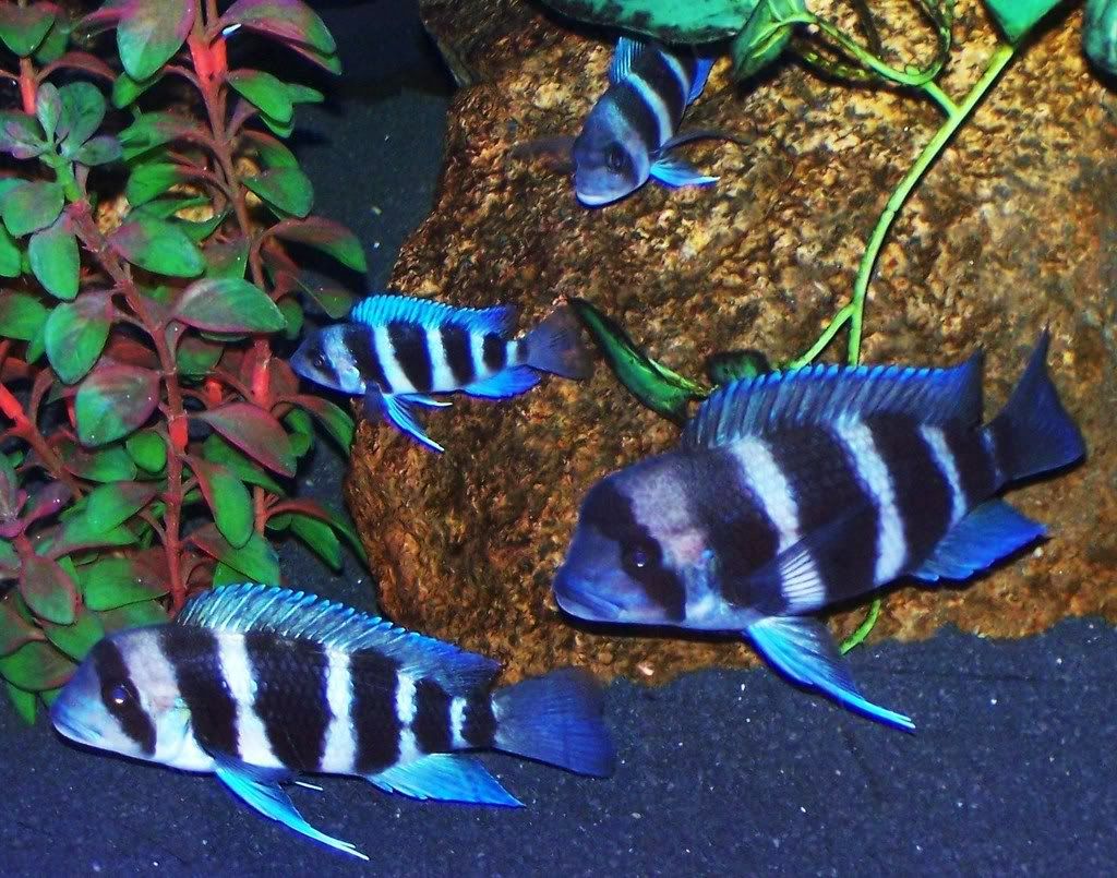 Information on types of Frontosa