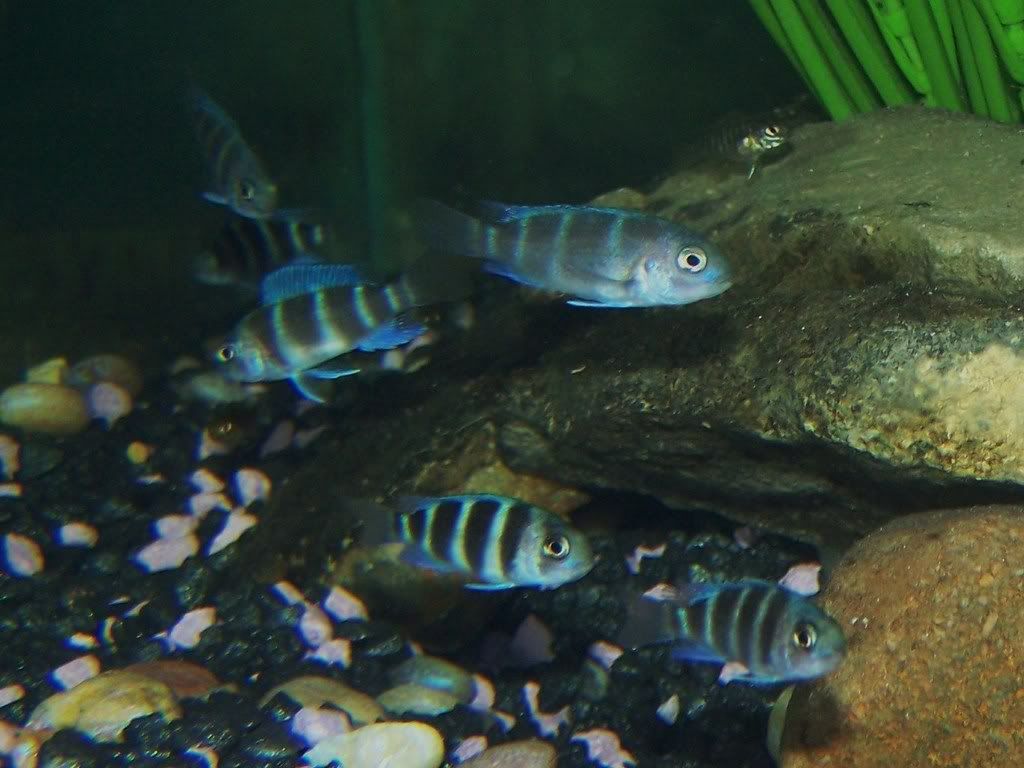 Frontosa Fry