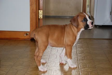puppies eggheads babies length tail dock puppies eggheads babies length tail dock