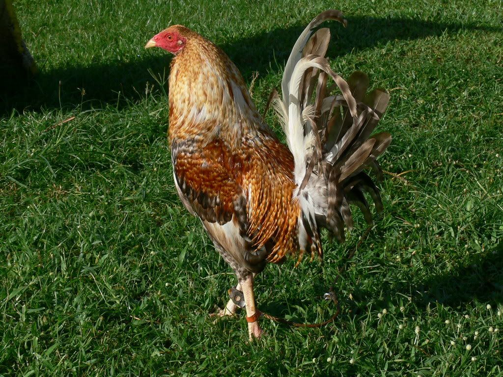 patrick antonio sagupaan gamefarm http://tocagikoxyx.keep.pl/sagupaan