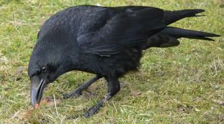 Crow.jpg