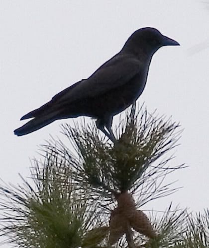 crow_1.jpg