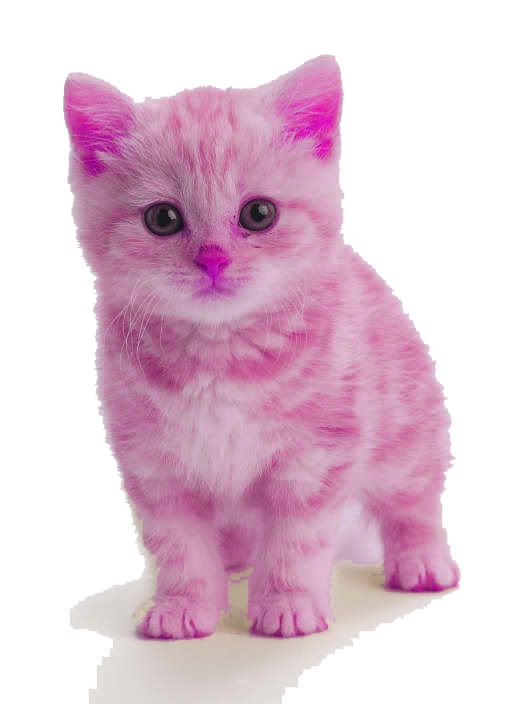 I'm eSchiro, I'm new, I like Fluffy Pink Kittens... : redditblack