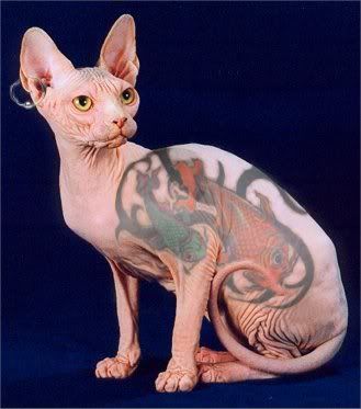 Photobucket · tattoo cat