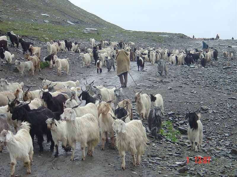 800px-Rohtang_goats.jpg