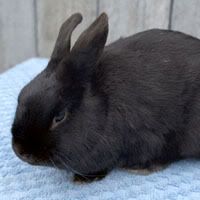 bunny.jpg
