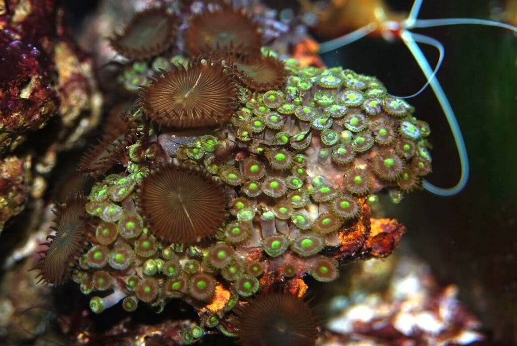 zoo dip archive reef