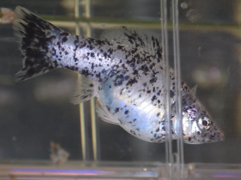 Dalmation Molly Pregnant - FishForums.com molly014 Here is a pic of my female Guppy for comparison: Posted Image