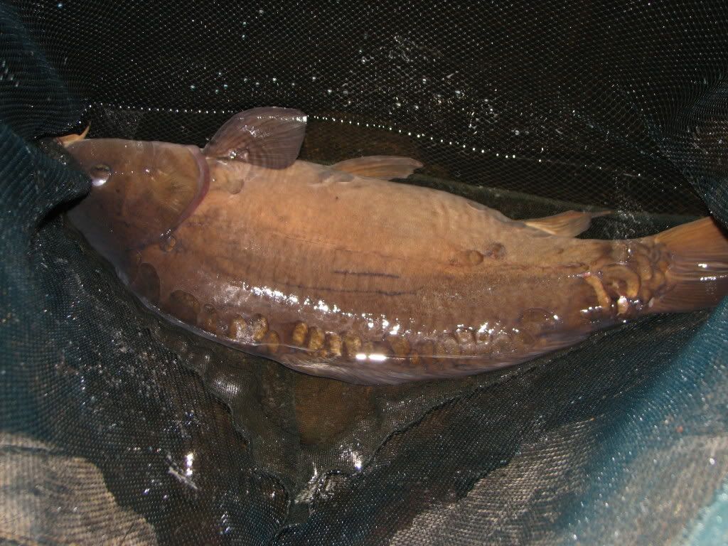 27lb River Lot Mirror in the net