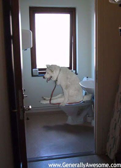 dog-on-toilet.jpg Dog on Toilet image by ltjbadboy