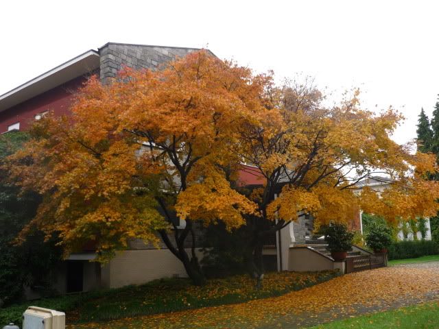 autunno2010016.jpg