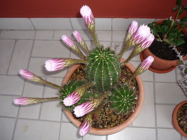 fioriture09001.jpg