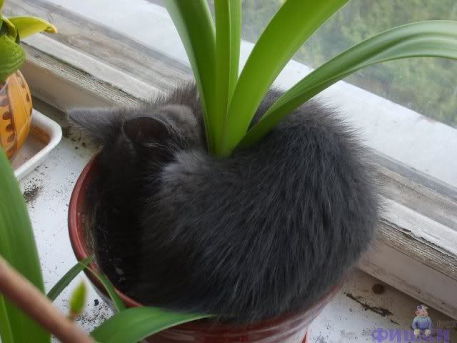 gattoamaryllis.jpg