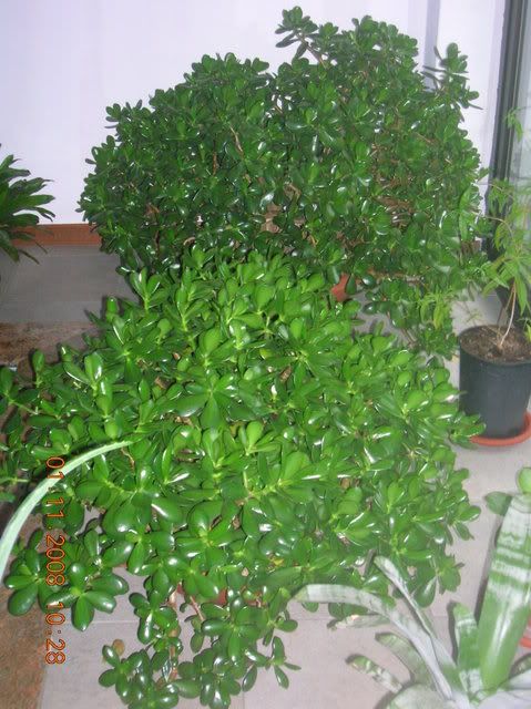 261208_catalogare094.jpg