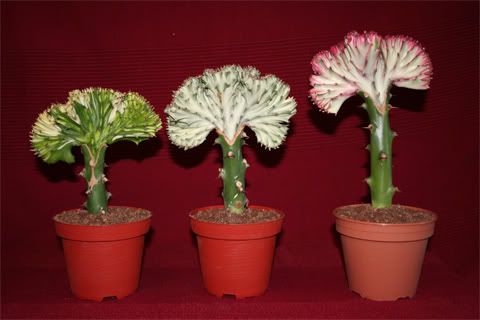 20080324_IMG_036copia.jpg