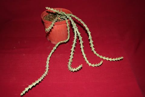 Euphorbia.jpg