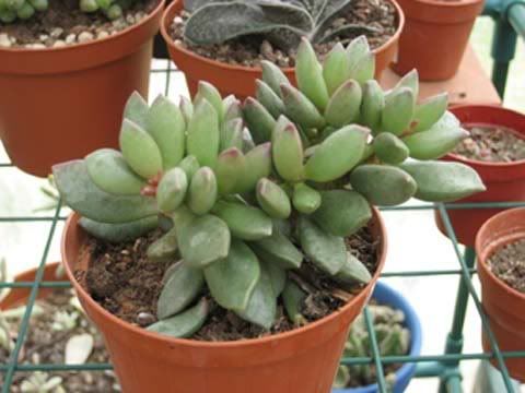 crassula.jpg