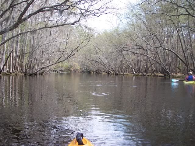 River Birches