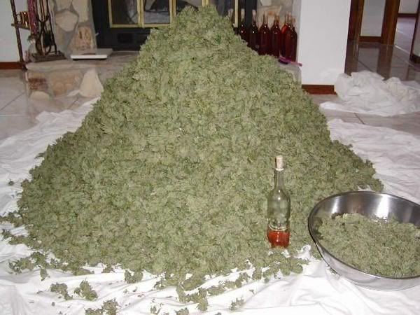 weed Pictures, Images and Photos