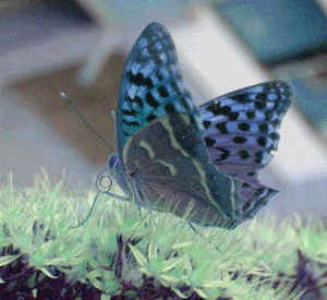 multi changing color butterfly Pictures, Images and Photos