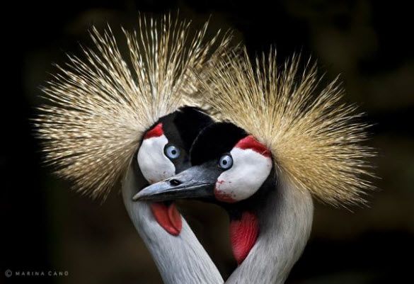 photo Adorable-Loving-Animals-Photography-Marina-Cano-Cantabria-Spain-15.jpg