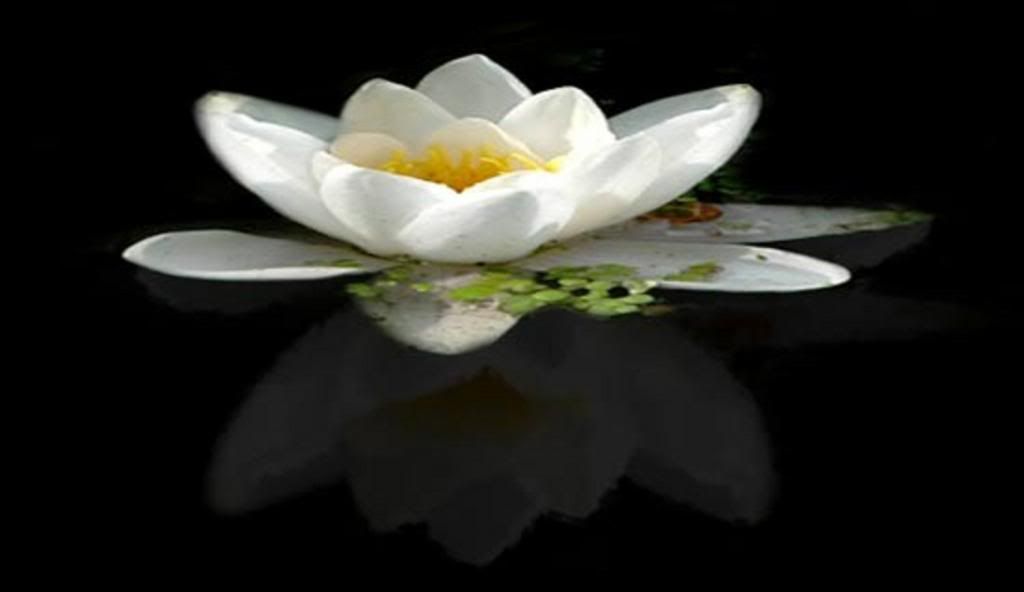 photo white-lotus-kung-fu.jpg