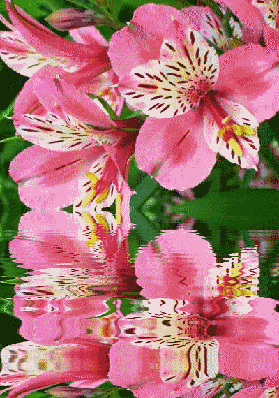lagerstroemeria2DLayliss.gif picture by ALONDRAAC