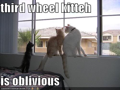 funny-pictures-third-wheel-cat-wind.jpg