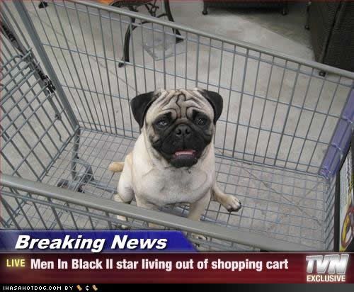 funny-dog-pictures-shopping-cart.jpg