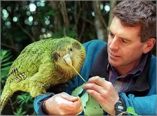 wide_kakapo.jpg