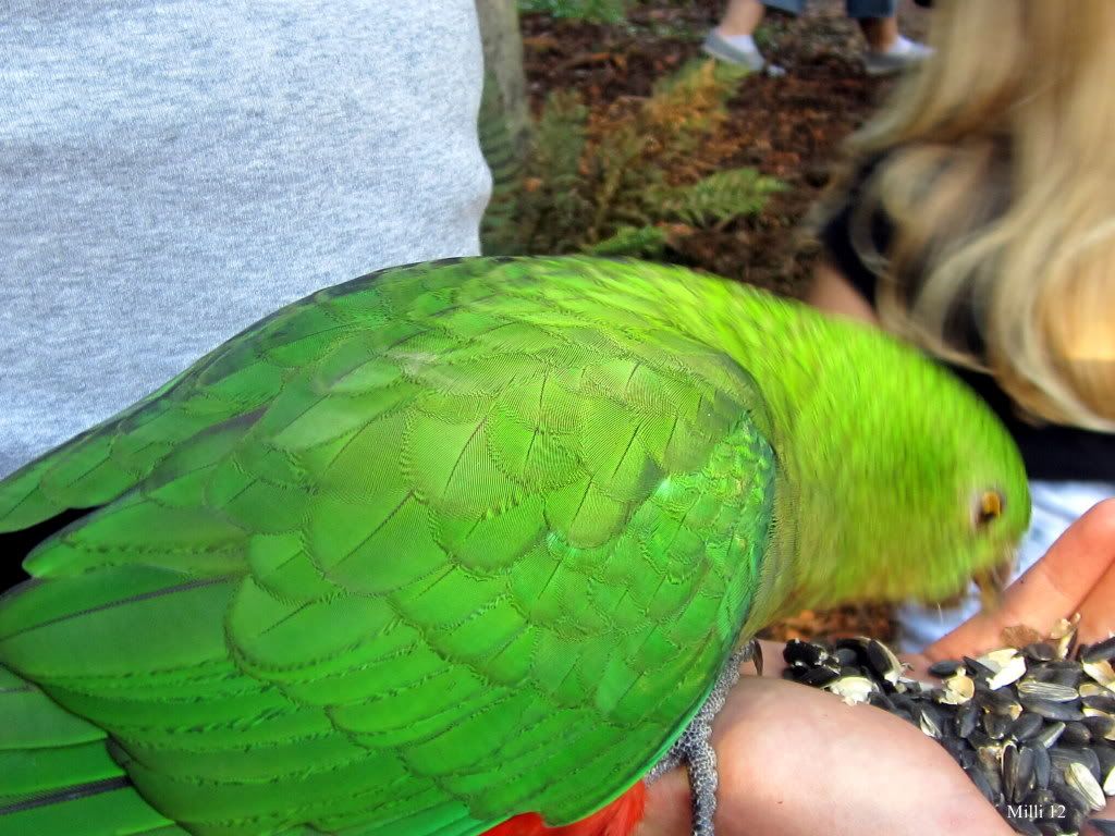 RosellaParrot.jpg Untitled