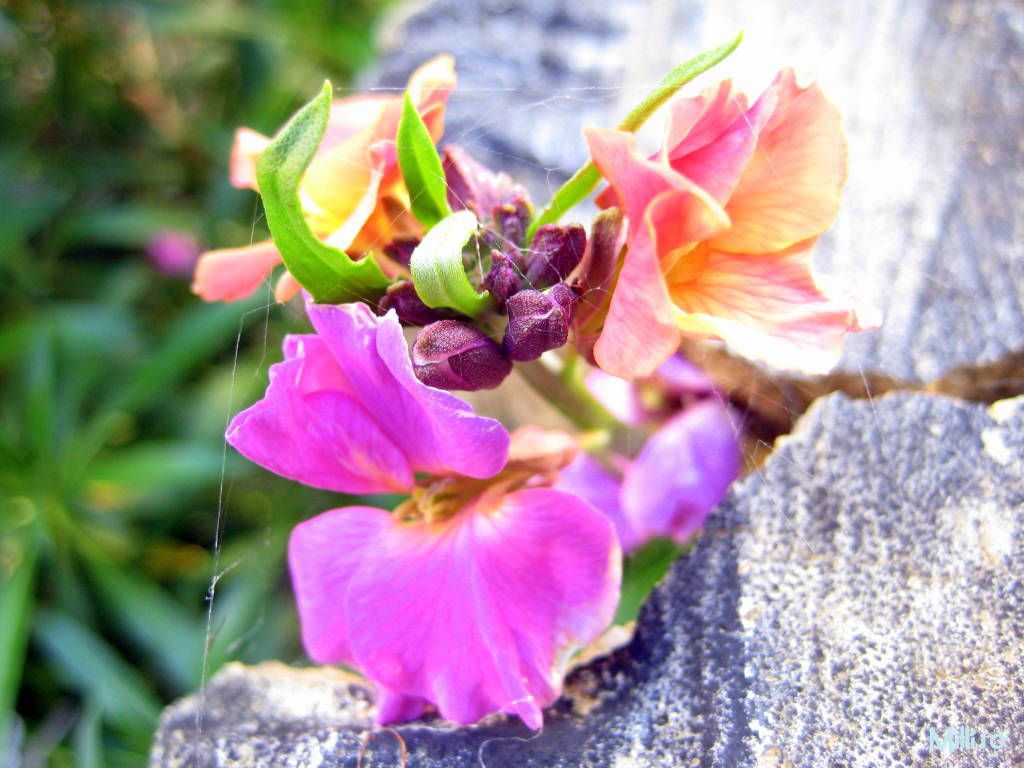 Silken Threads adorn a Wall flower