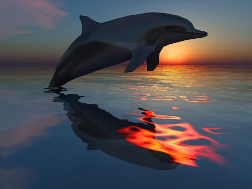sunset over ocean photo: A Beautiful Dolphin diving in an exsquizit Ocean SunSet #3 ABeautifulDolphindivinginanexsqu-2.jpg