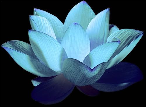 2760277218_1a7111e880.jpg lotus flower image by jerilynrose